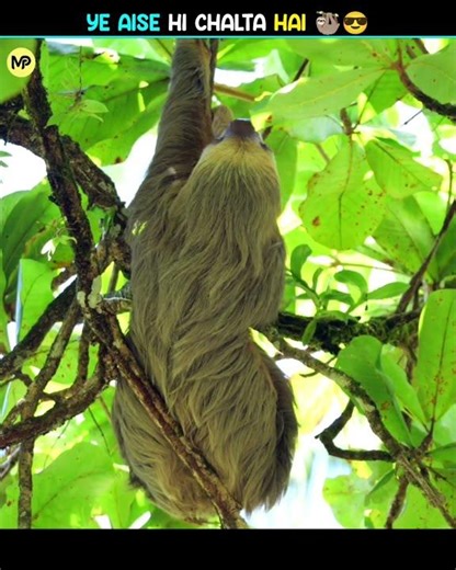 Meet the slowest animal sloth 😱