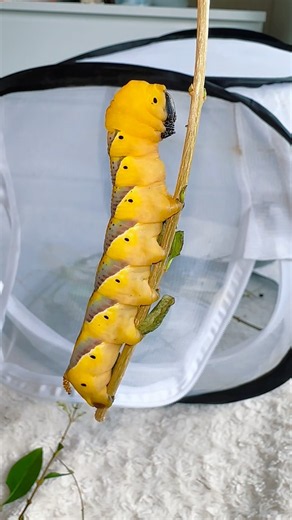 A closer look at this unusual colour, caterpillar #moths
