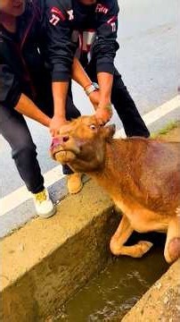 Cow Stuck in Ditch: Rescue Mission Begins #cowrescue #animalrescue