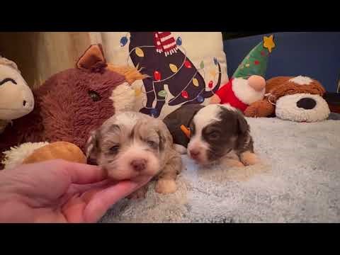 Adorable Petite Aussiedoodle Puppies || Petra and Kevin || #auasiedoodlesindallaa