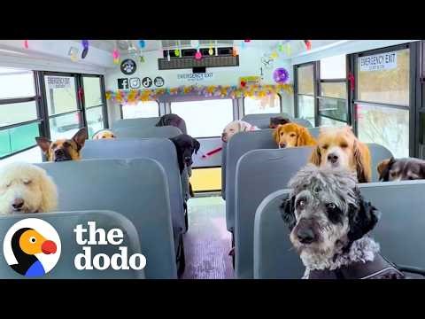 Dog Walker Bought A School Bus To Take Dogs To Recess Every Day | The Dodo
