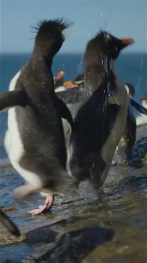 Penguin Shower 🐧🚿🤣 | Incredible Animal Journeys | @natgeokids