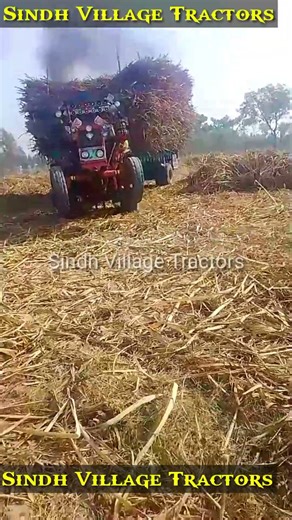 🤯​Giant Sugarcane Load! 🚜💨​Farming ASMR: Sugarcane Power​Tractor On Fire! 🔥#shortsfeed |#shorts