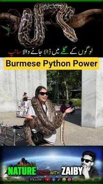 Burmese Python (Python bivittatus) — The 20-Foot Giant Snake! 😳🐍