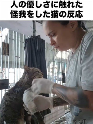 人の優しさに触れた猫の反応 — 野良子猫の可愛い瞬間