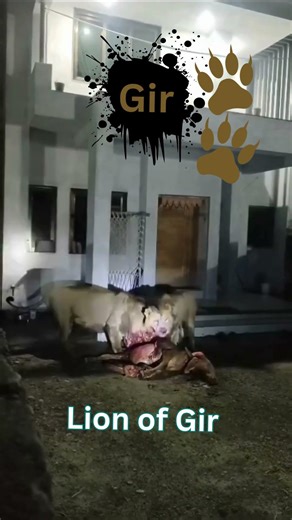 lion huntings cow at home | lion #gir #hunting #asiaticlion #villagevlog #wildlifephoto #shorts