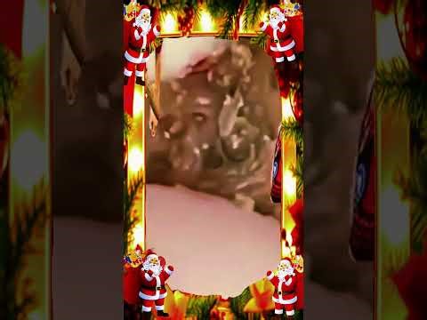 Blackheads Removal #101 | Acne Treatment and Very Satisfying Satisfying Pimple pop #blackheads