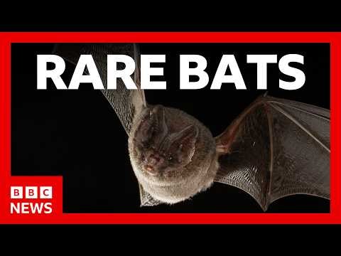 AI is unlocking the secrets of these rare bats | BBC News