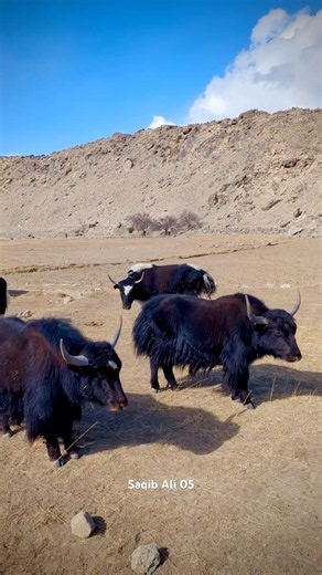 YAK #mountains #mountainswiev #mountainvilla #nature #famousoldvillage #automobile