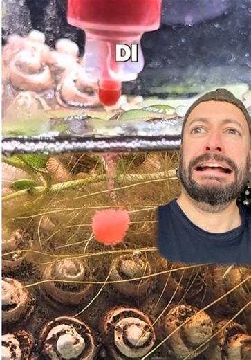 Descubre el orígen de los monos de mar