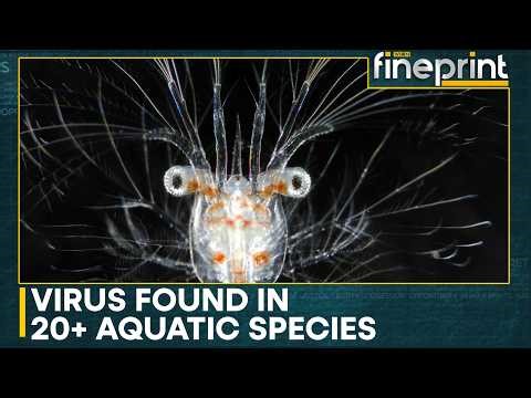 Study: Virus From Aquatic Animals Can Infect Human Eyes | WION Fineprint