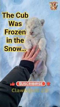 The Cub Was Frozen in the Snow… Then This Happened ❤️ | Heartwarming Rescue Story #shorts #usa