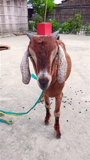 Viral goat 🐐 emotional shorts 😔🫡 #maa #goat #shorts