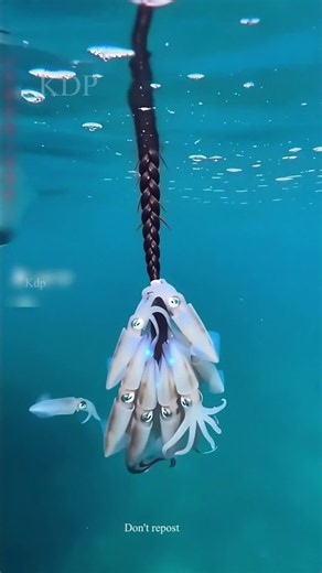 Now I will fry and eat this fish
