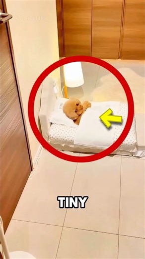 "I knew he was smart, but this is RIDICULOUS." 🕵️‍♂️🐶