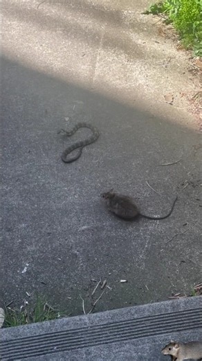rat vS snake