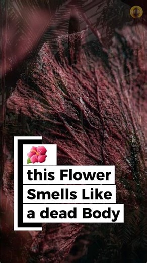 🌺 This Flower Smells Like a Dead Body #flowers #corpseflowers #plantfacts