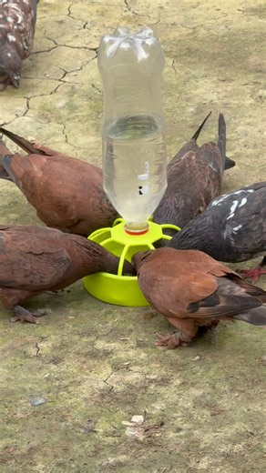 Giving water to thirsty pigeons #pigeon #pets