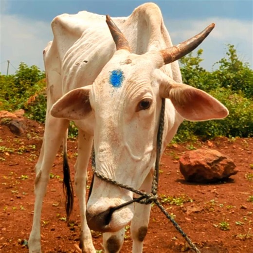 Time’s Running Out, Unfortunately We’re Still 34k Short of 68k Needed to Save these 2 Cows from ending in Slaughter‼️Kindly Spare 11/-:https://t.co/qqQP2IcwOkUPI: AntyodayaGoraksha@SbiQR, PayPal, Bank a/c, in ReplySaved 739 Cows since 3/8/23 (see pinned thread) https://t.co/zHDpVRuTqC