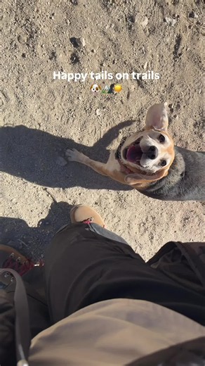 Taking the scenic route ✨🤍☀️ #beagles #dogmom #hikingwithdogs #outdoors #pets