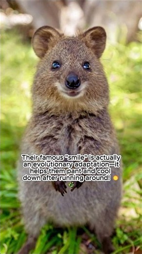 The World's Happiest Smile! 🐹✨ Meet the Adorable Smiling Quokka