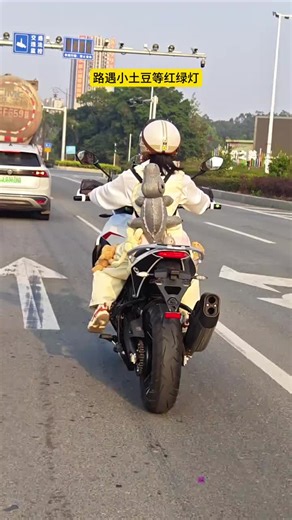 That short Rider is cute 🤭 #moto #motogirl #bikegirl #motorcycle #motorbike