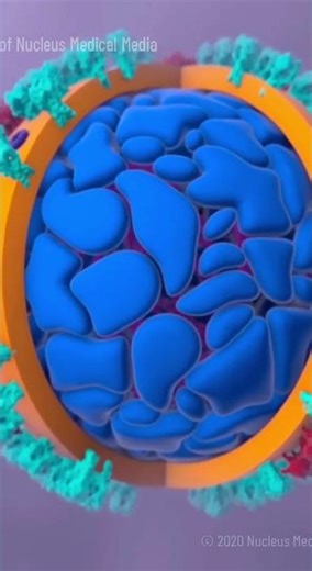 How the Coronavirus Hijacks Your Cells to Reproduce