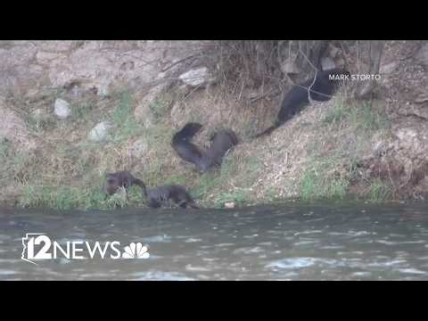 Otter Sighting Surprises Arizona Wildlife Watchers