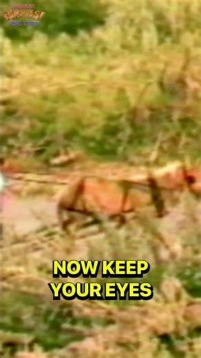 Horse Had the Best Response 🤣 #AFVClassics #Funny