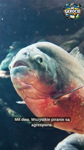 🐟 3 mity o piraniach 🐟 #pirania #mity #amazonka #zwierzęta
