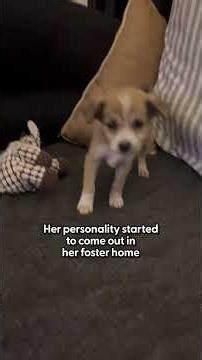 Tiniest Puppy Begs For Help On Side Of Road | The Dodo