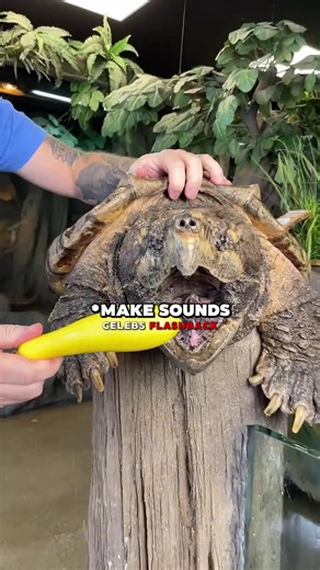 Steve Harvey Feeds A Giant Snapping Turtle