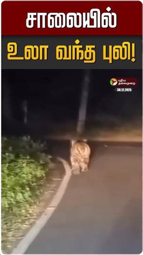 சாலையில் உலா வந்த புலி! | Tiger Roaming in the road | Kerala | Tamilnadu
