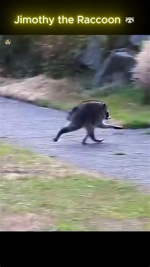 No Neck, No Problem – Jimothy the Seattle Raccoon