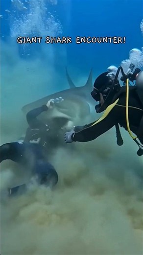 Divers Come Face-to-Face with a Giant Shark! 🦈🌊