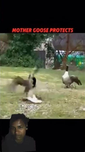 Hawk Attacks the goose baby but #trending #wildlife #shortsvideo