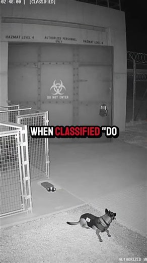 This Military Guard Dog Said NOPE 💀 #shorts