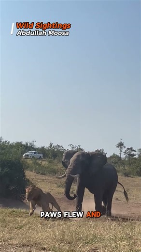 Epic Lion Fight Ends When an Elephant Shows Who’s Really King of the Jungle!