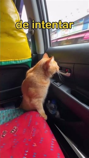 Gato se arrepiente de intentar escapar