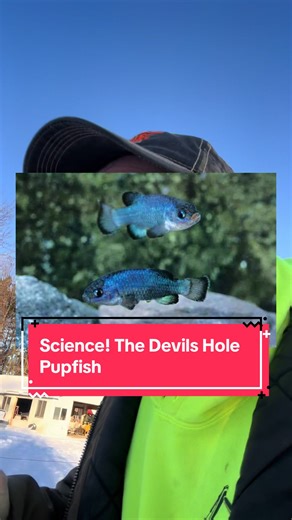 Discovering the Devils Hole Pupfish: Nature's Unique Fish