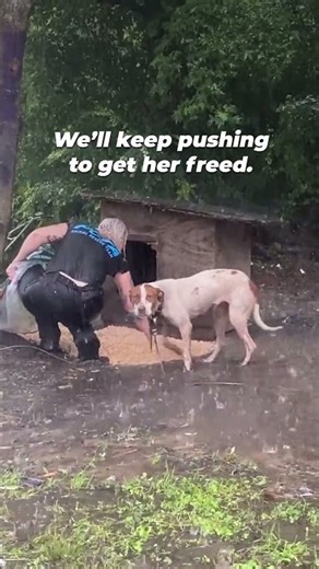 This Dog Was Left Chained Outside in the Pouring Rain 💔