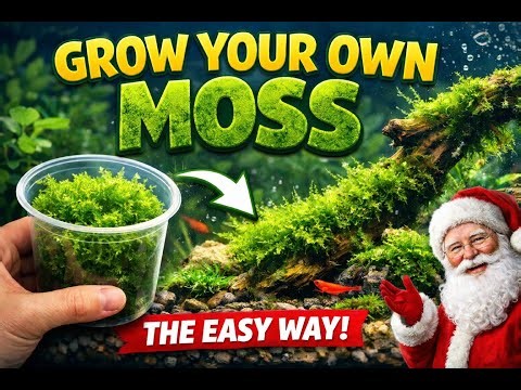 Grow Your Own Moss, the easy way!