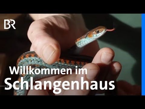 Leidenschaft für Natter & Co.: Ein Haus voller Schlangen | Frankenschau | BR