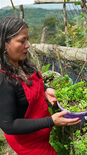 Sedum dedito de niño con las mejores hojas con poda de mantenimiento