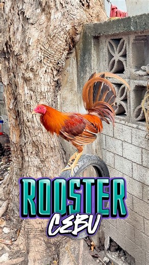 Rooster Cebu