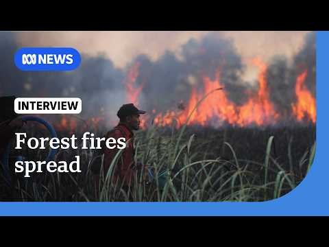 El Nino, arson exacerbate forest fires and haze across Indonesia | The World | ABC News