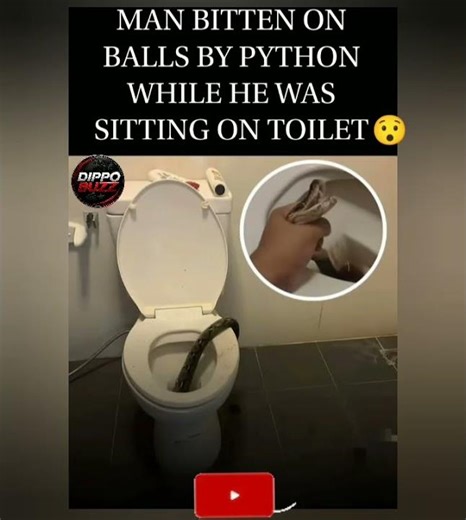 Man Bitten by Python While Sitting on Toilet 😳🐍#python #snake #wildlife #viral #trending #shorts