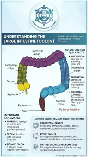 Understanding the Large Intestine (Colon) | Anatomy, Functions & Key Facts Explained #education