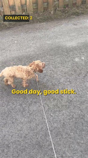 Ricky's Growing Stick Collection