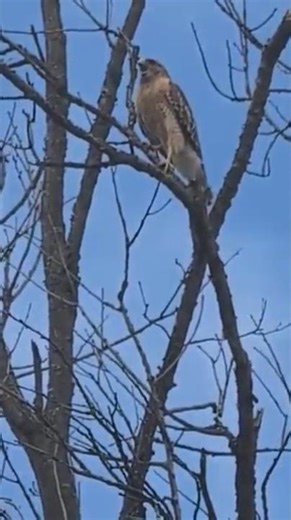 Hawk Sighting #hawk #predatorbirds #birds #natureshorts #wildlife